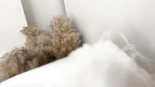 Sniffed panties and fucked curvy girl in a wet pussy
