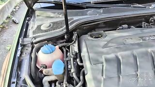 The perfect bait on the road, an unexpected wild encounter in the car
