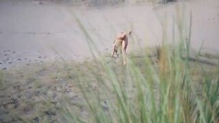Real amateur voyeur video of public sex on a nudist beach